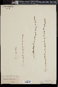 Triodanis perfoliata var. biflora image
