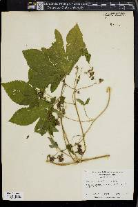 Humulus japonicus image