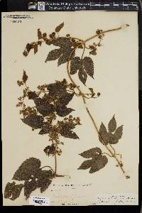 Humulus lupulus image