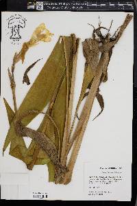 Canna flaccida image