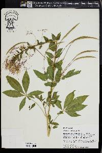 Cleome houtteana image