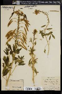 Cleome integrifolia image