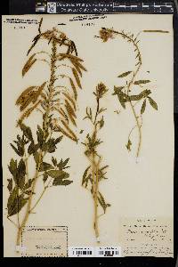 Cleome integrifolia image