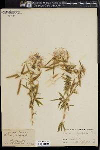 Cleome integrifolia image