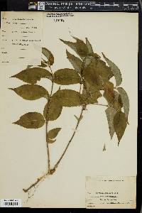 Diervilla lonicera image