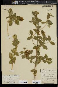 Lonicera albiflora image