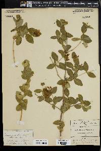 Lonicera albiflora image