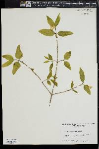 Lonicera canadensis image