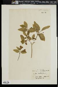 Lonicera canadensis image