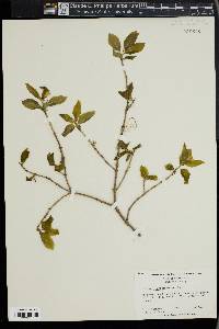 Lonicera canadensis image