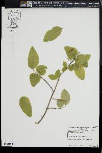 Lonicera canadensis image