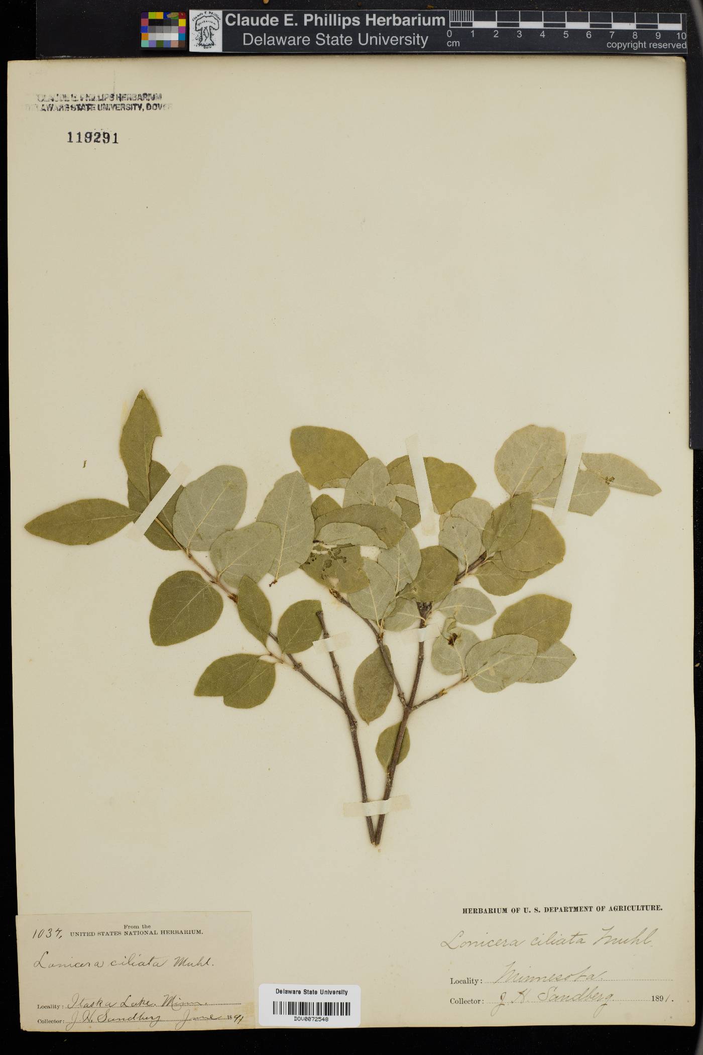 Lonicera ciliata image