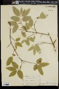 Lonicera ciliata image