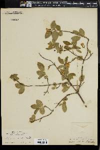 Lonicera ciliata image