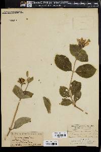 Lonicera ciliosa image