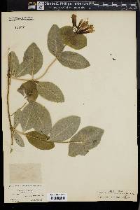 Lonicera ciliosa image