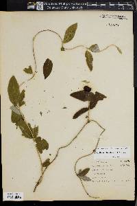 Lonicera dioica image