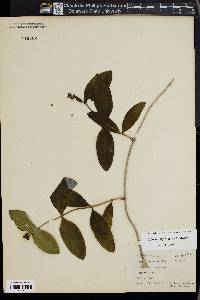 Lonicera dioica image