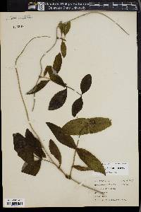 Lonicera dioica image