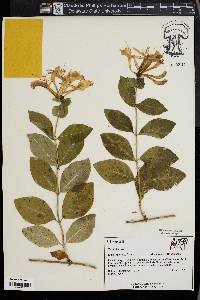 Lonicera etrusca image