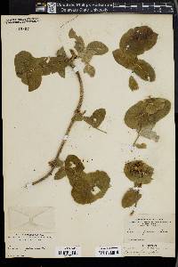 Lonicera flava image