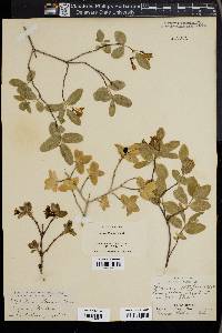 Lonicera utahensis image