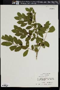 Lonicera xylosteum image