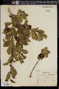 Lonicera involucrata image