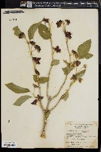 Lonicera involucrata image