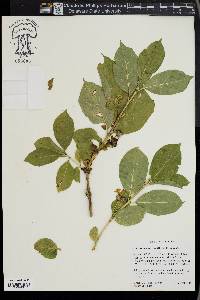 Lonicera involucrata image