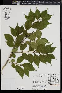 Lonicera maackii image