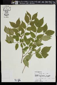 Lonicera maackii image