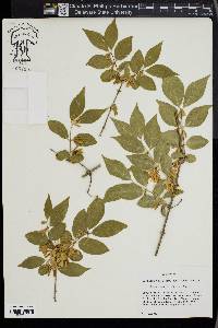 Lonicera maackii image
