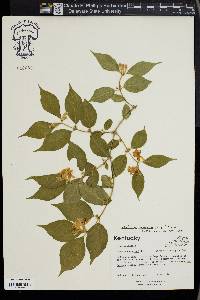 Lonicera maackii image