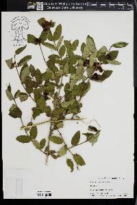 Lonicera morrowii image