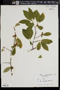 Lonicera morrowii image