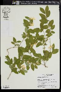 Lonicera morrowii image