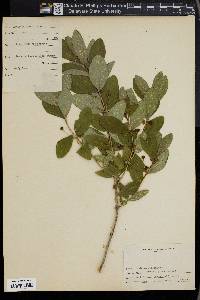 Lonicera oblongifolia image