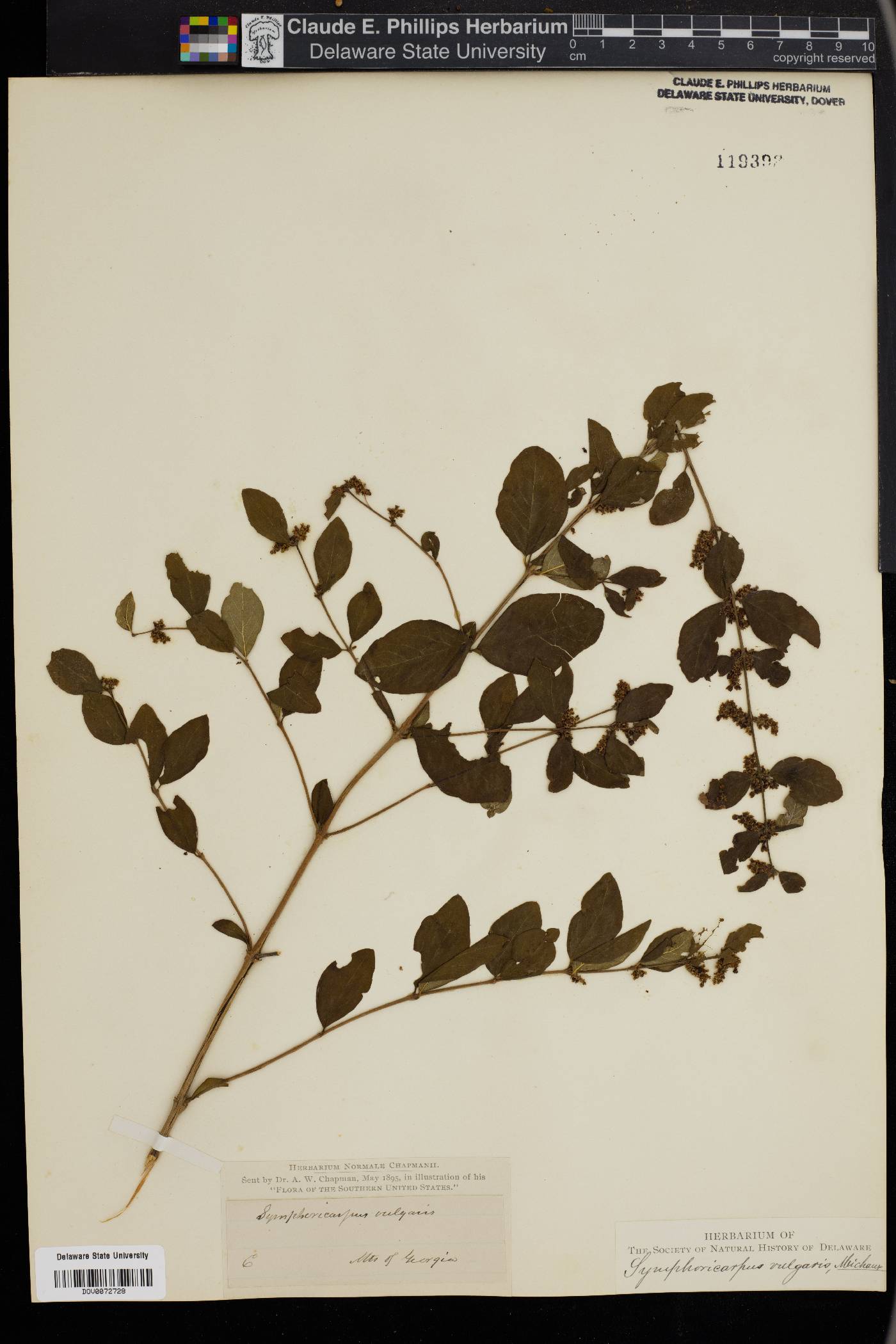 Symphoricarpos vulgaris image