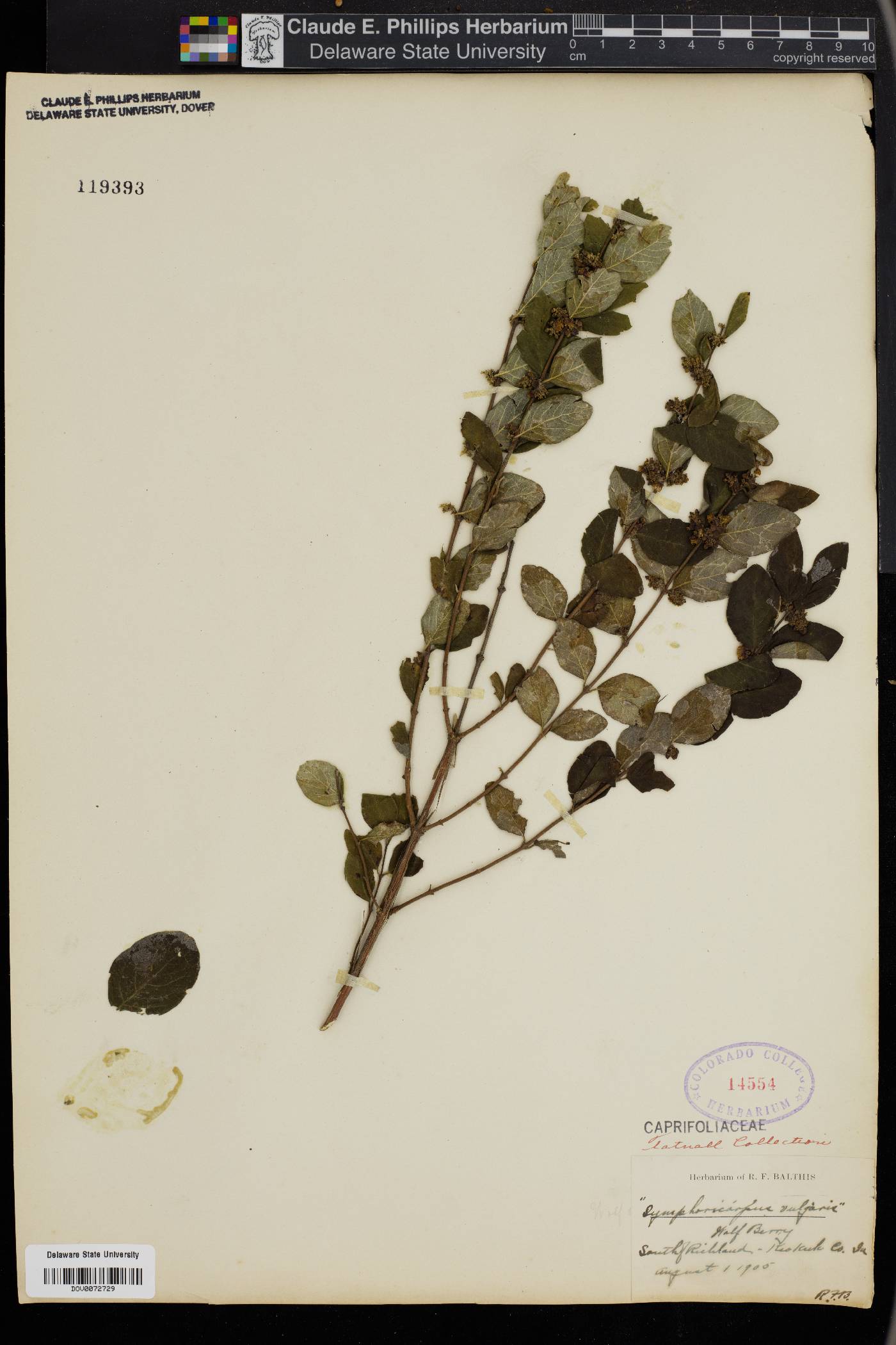 Symphoricarpos vulgaris image