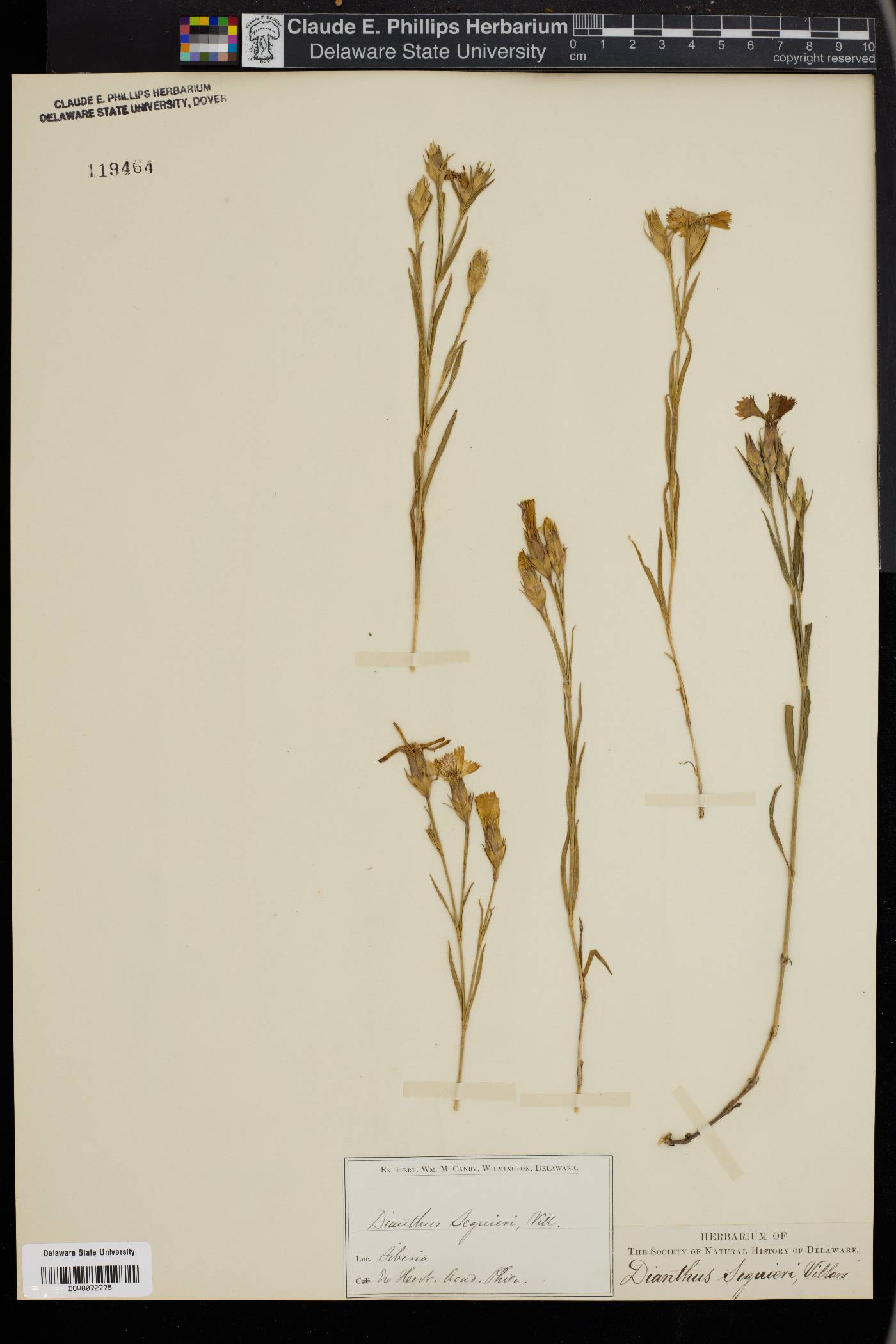 Dianthus seguieri image