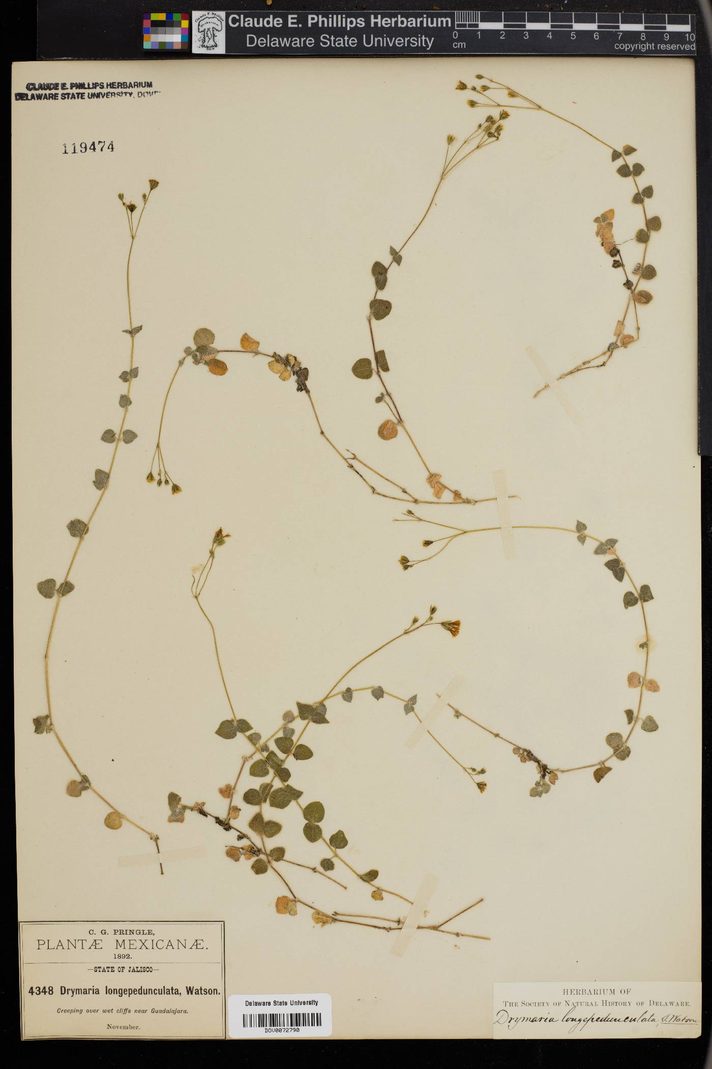Drymaria longepedunculata image