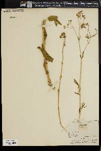 Gypsophila altissima image
