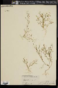 Gypsophila muralis image