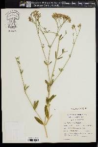 Gypsophila paniculata image