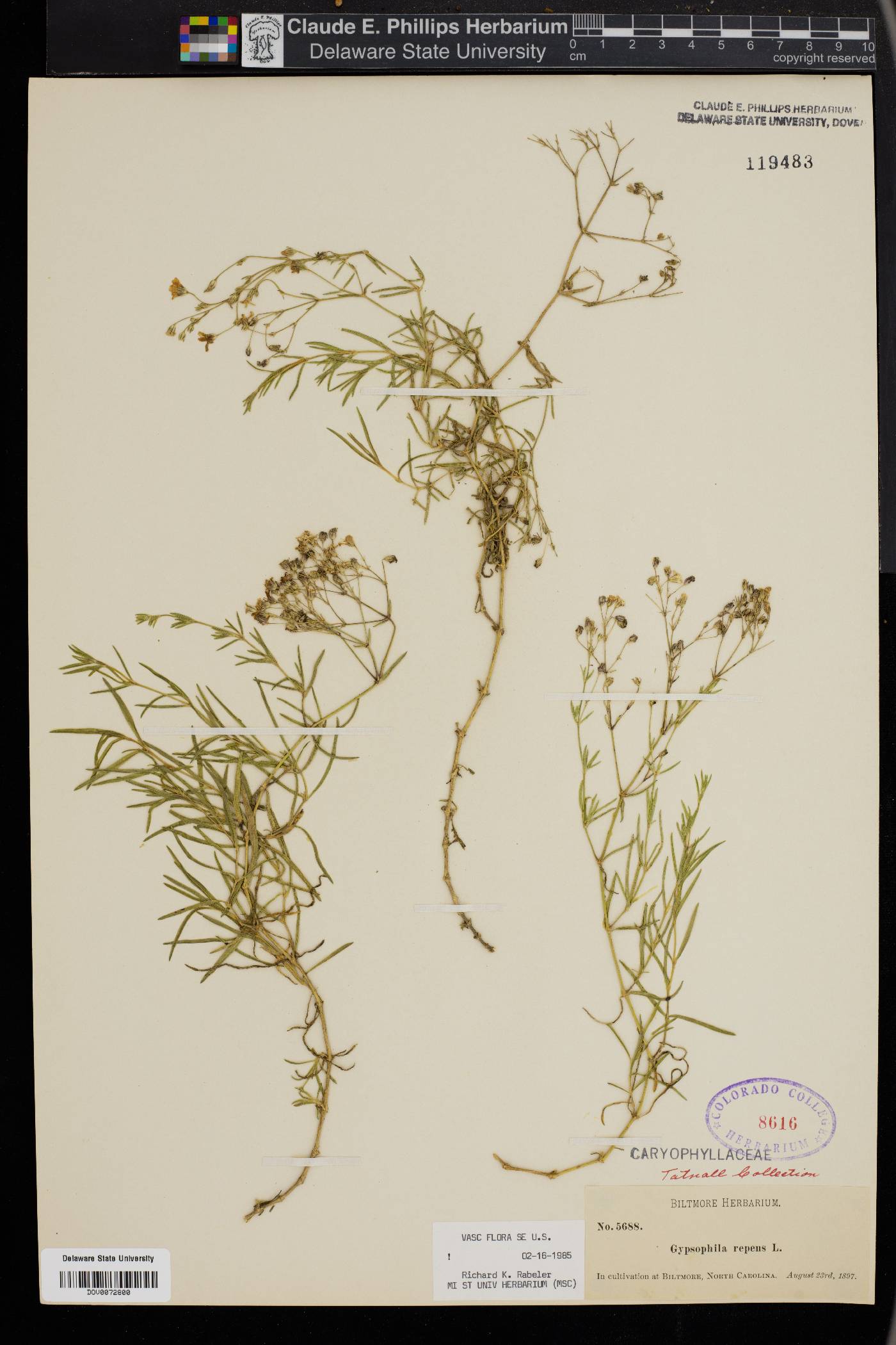 Gypsophila repens image