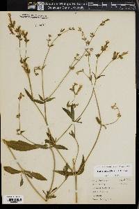 Silene latifolia image