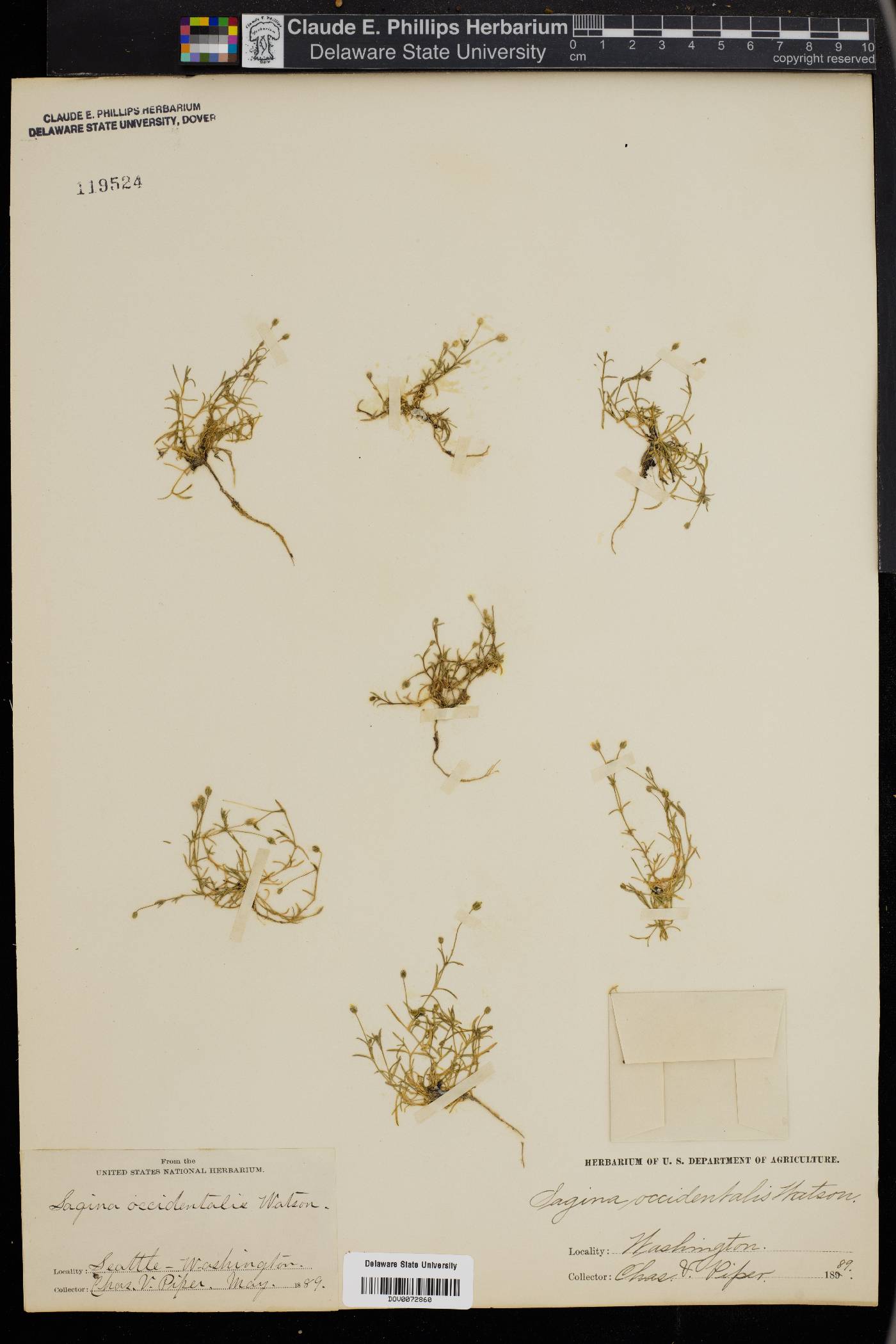 Sagina decumbens var. occidentalis image