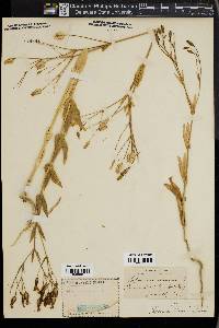 Vaccaria hispanica image