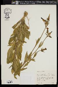 Silene latifolia image